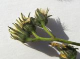 Hieracium &times; biebersteinii
