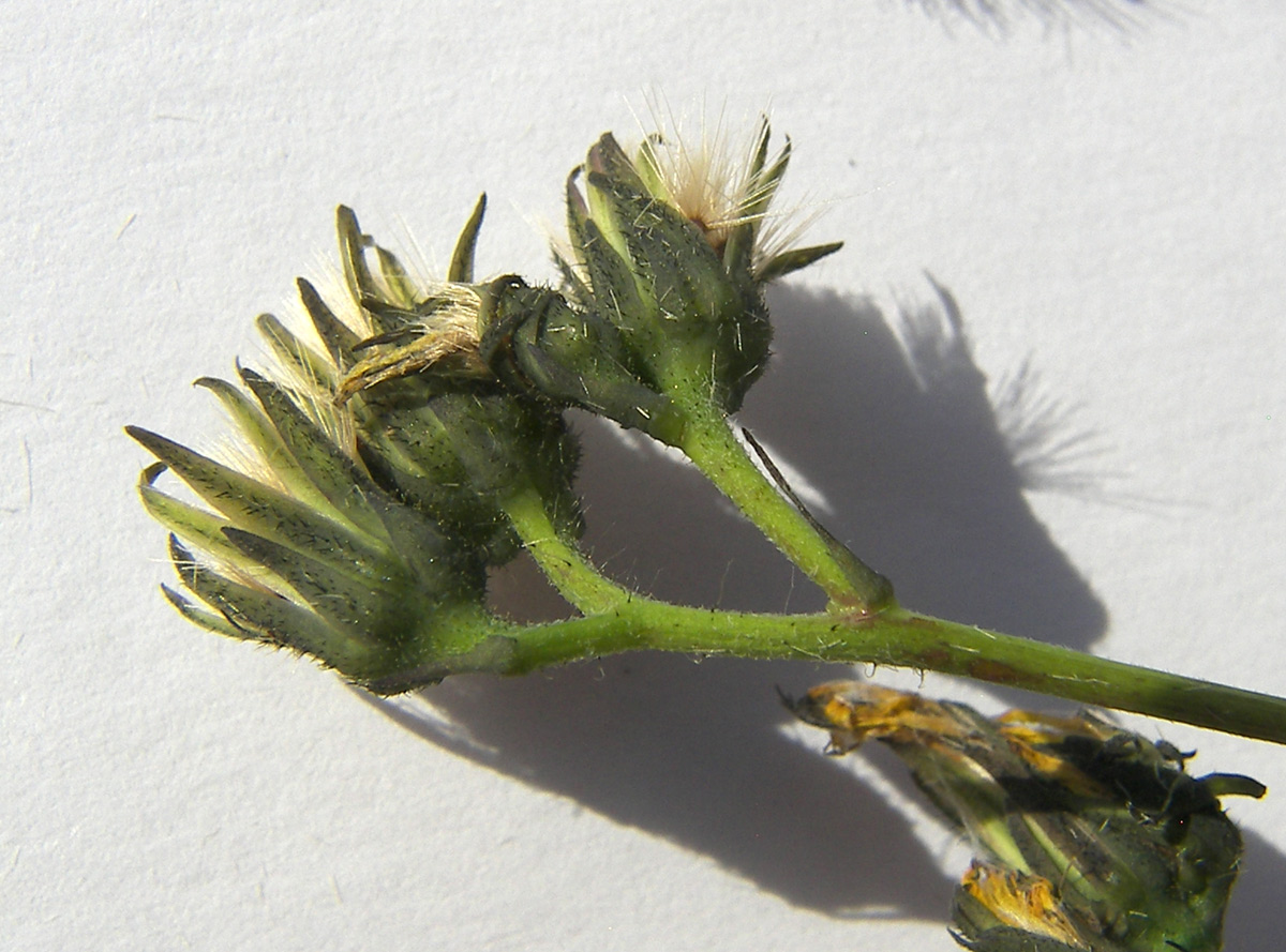 Image of Hieracium × biebersteinii specimen.