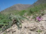 Oxytropis pilosissima. Цветущее растение. Южный Казахстан, хребет Сырдарьинский Каратау, верх перевала Турлан, каменистый гребень гор, известняки. 9 мая 2017 г.