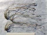 Dianthus elbrusensis