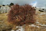 Sorbus taurica. Плодоносящее растение. Горный Крым, Главная гряда, Ай-Петринская яйла. 14.10.2017.