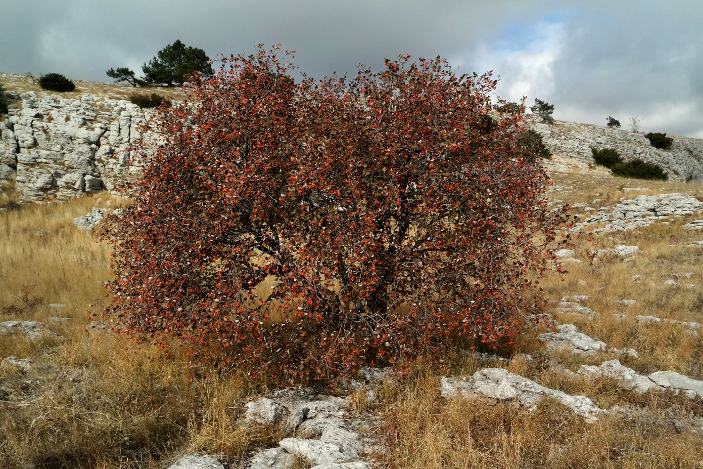 Image of Sorbus taurica specimen.