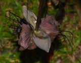 Tacca chantrieri