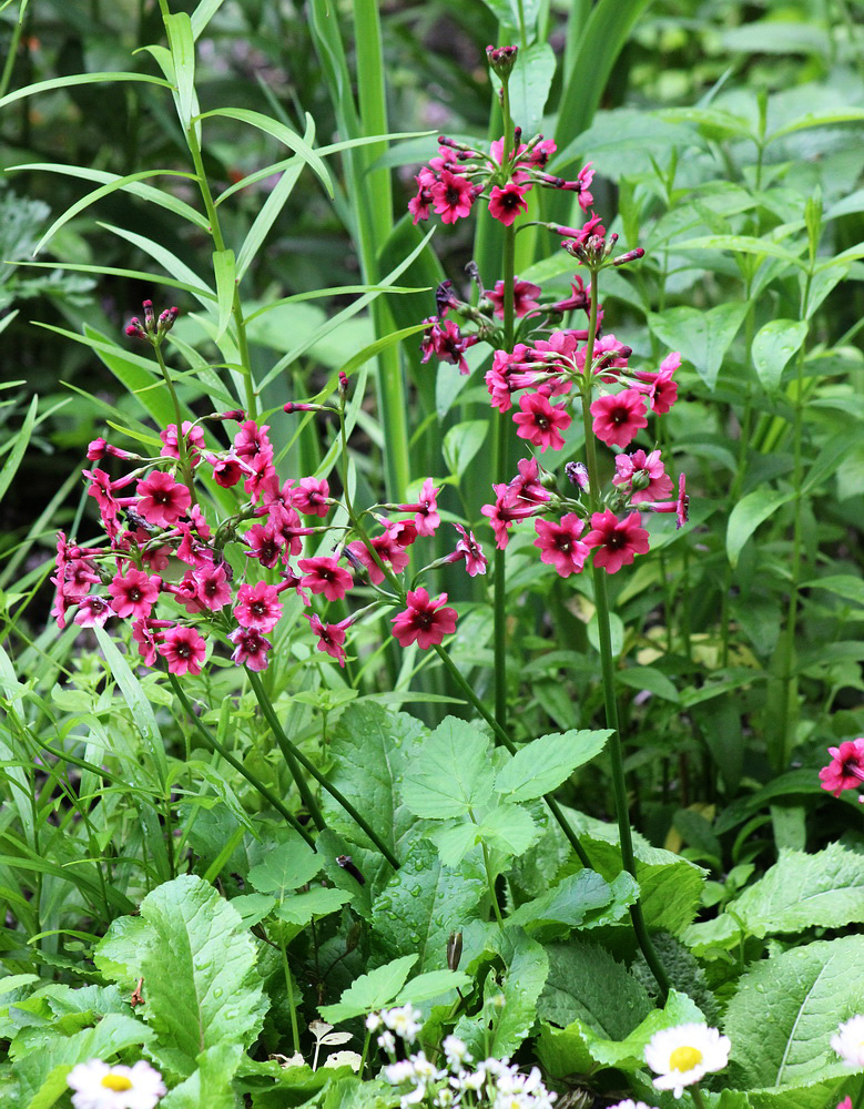 Image of Primula pulverulenta specimen.