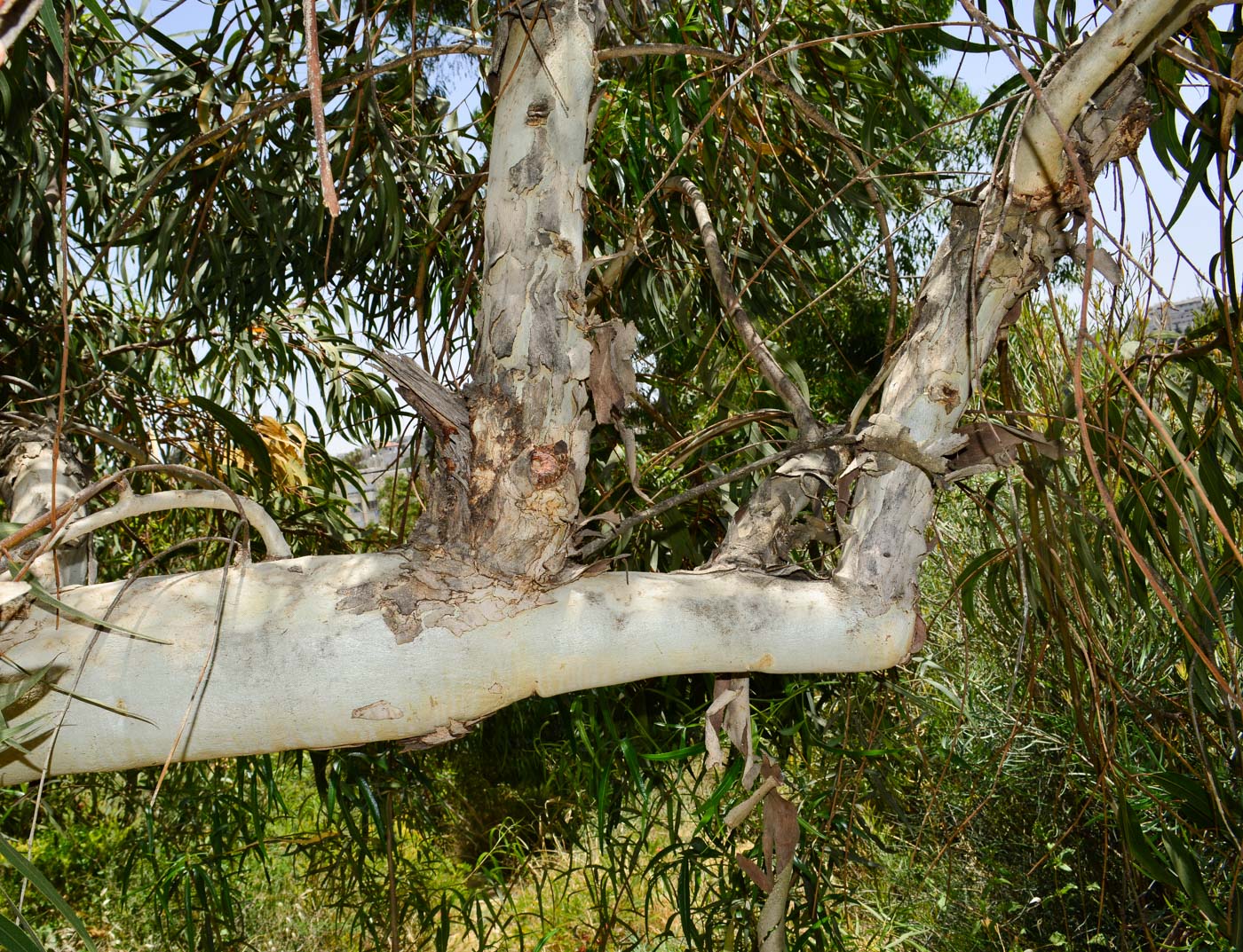 Изображение особи Eucalyptus erythrocorys.