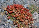 Rhodiola gelida