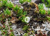 Minuartia macrocarpa. Цветущее растение. Камчатский край, Алеутский р-н, о-в Медный, гора Круглая, горная тундра. 02.08.2017.