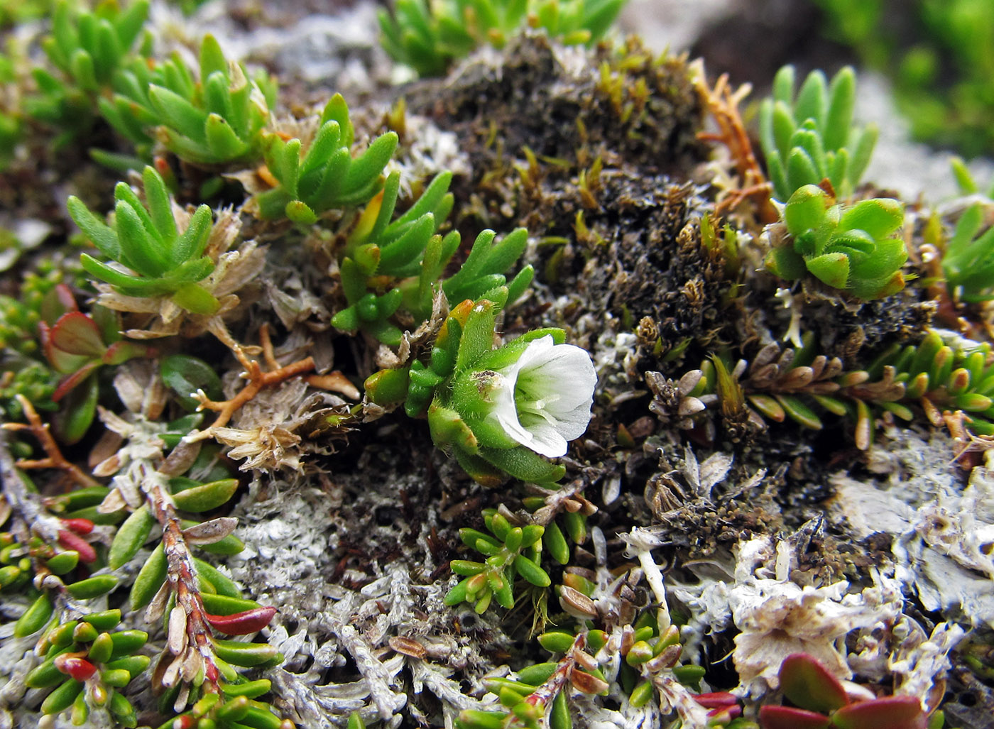 Изображение особи Minuartia macrocarpa.