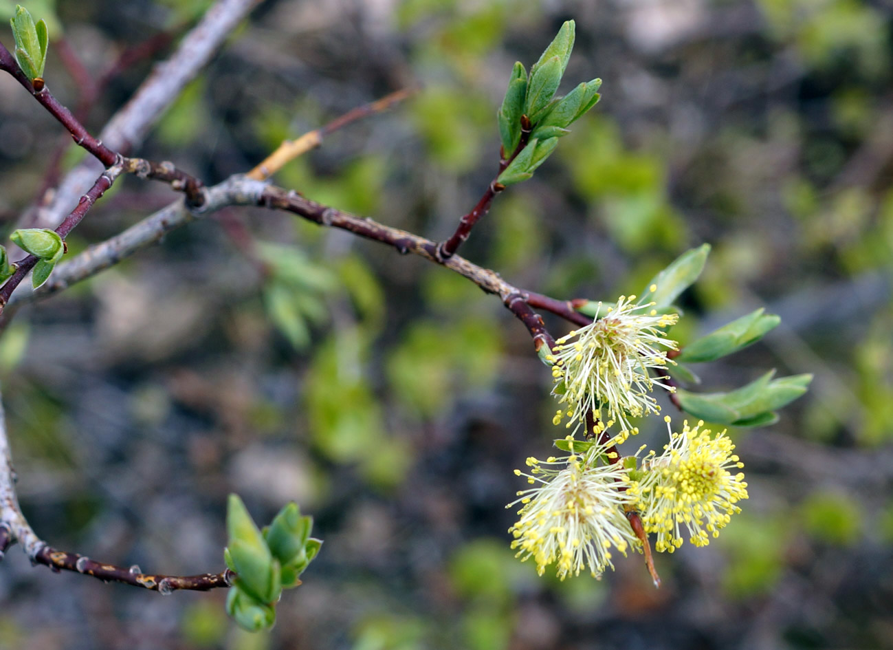 Image of genus Salix specimen.