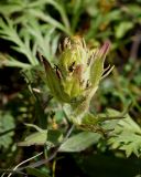 Castilleja pavlovii