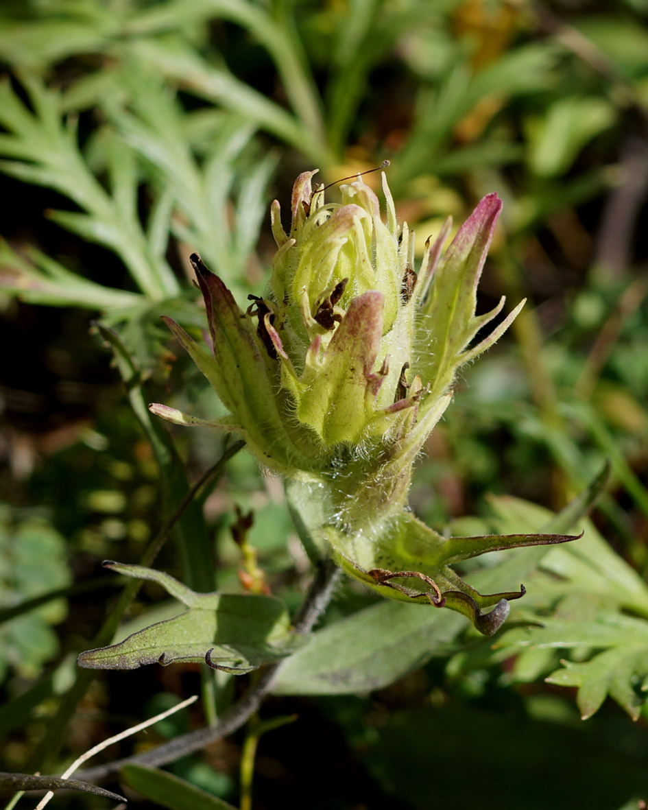 Image of Castilleja pavlovii specimen.