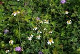Bidens pilosa