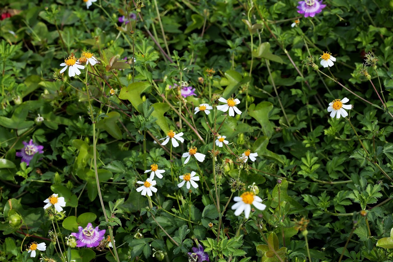 Изображение особи Bidens pilosa.