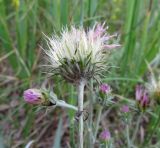 Jurinea albicaulis