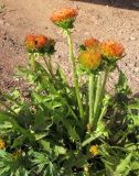 род Taraxacum