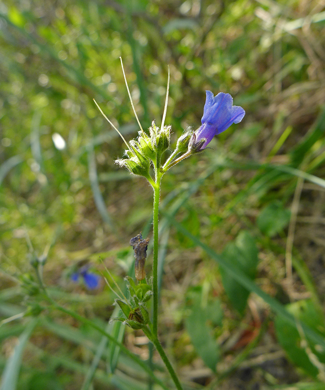 Image of Mertensia pubescens specimen.