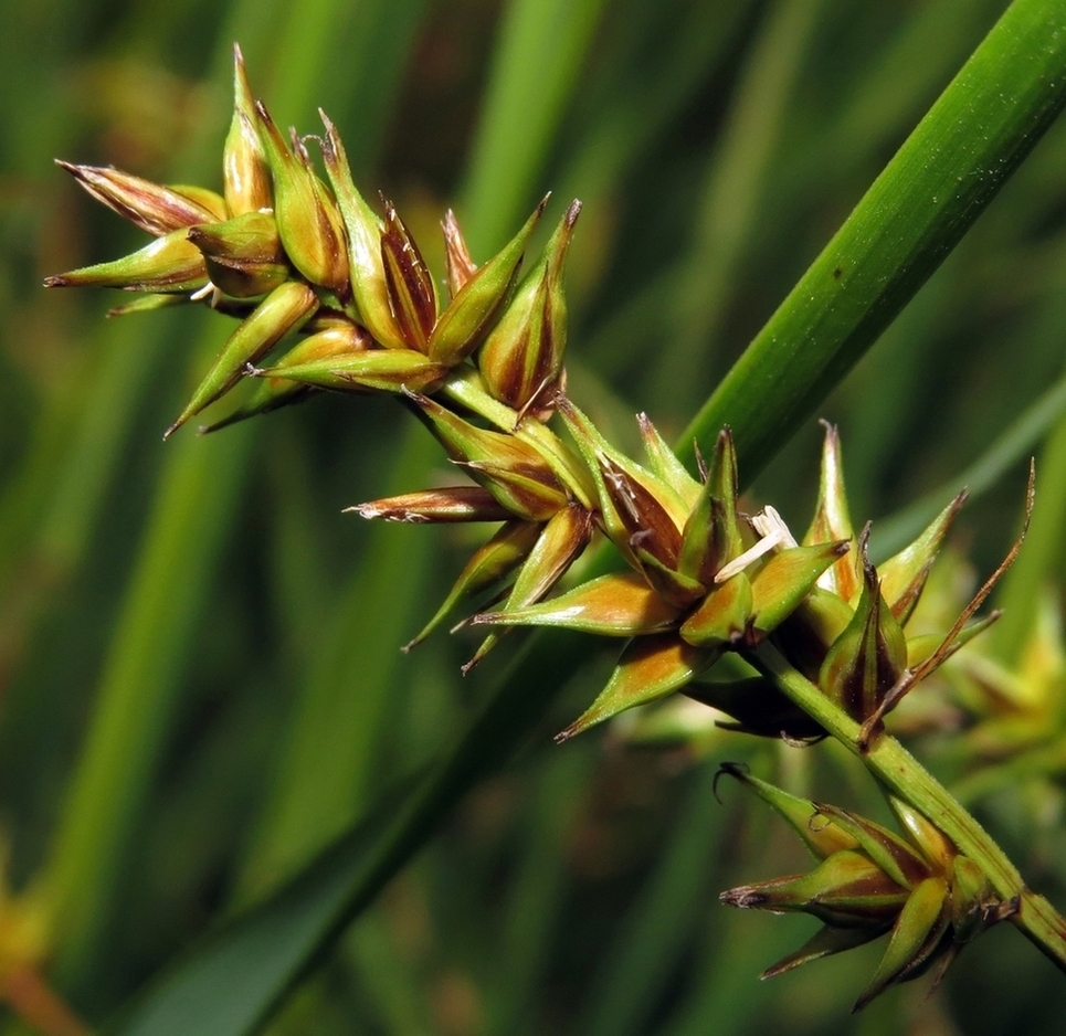 Изображение особи Carex spicata.