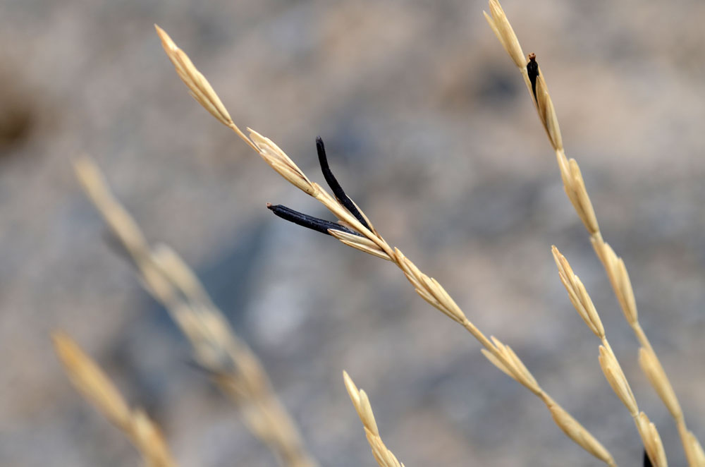 Изображение особи Elytrigia cognata.