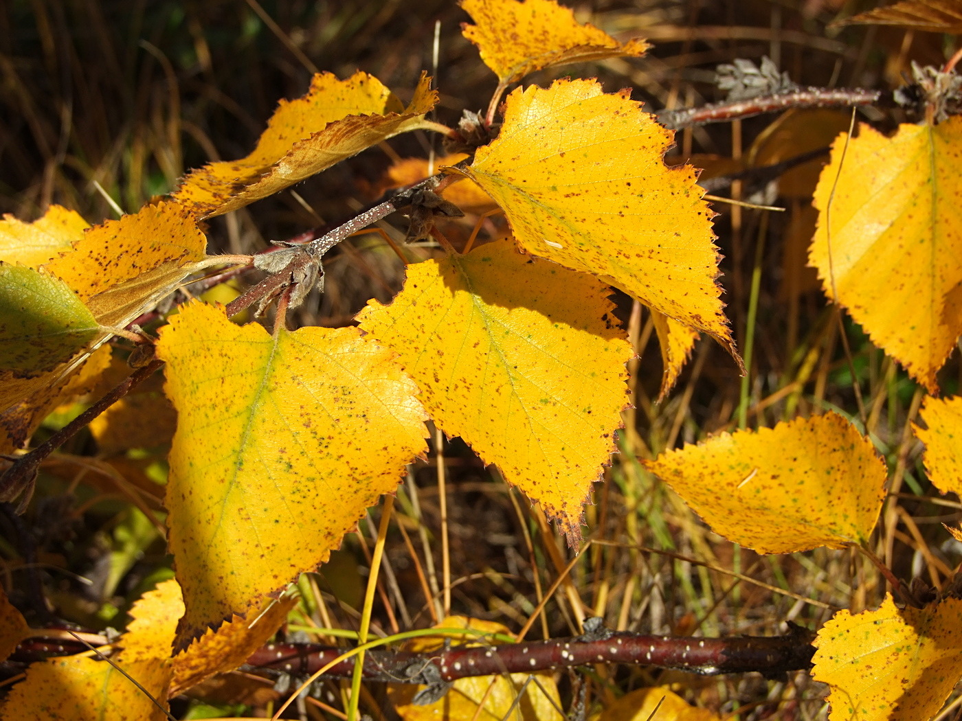 Изображение особи Betula lanata.