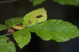 Fagus orientalis. Листья с галлами. Республика Адыгея, Майкопский р-н, окр. пос. Каменномостский (Хаджох), каньон ручья Аминовка. 13.10.2008.