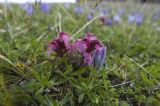 Pedicularis nordmanniana. Цветущие растения. Кабардино-Балкария, южный склон Эльбруса, альпийский луг на высоте 3250 м, рядом со старой дорогой, которая идет на станцию \"Мир\". 19.07.2009.