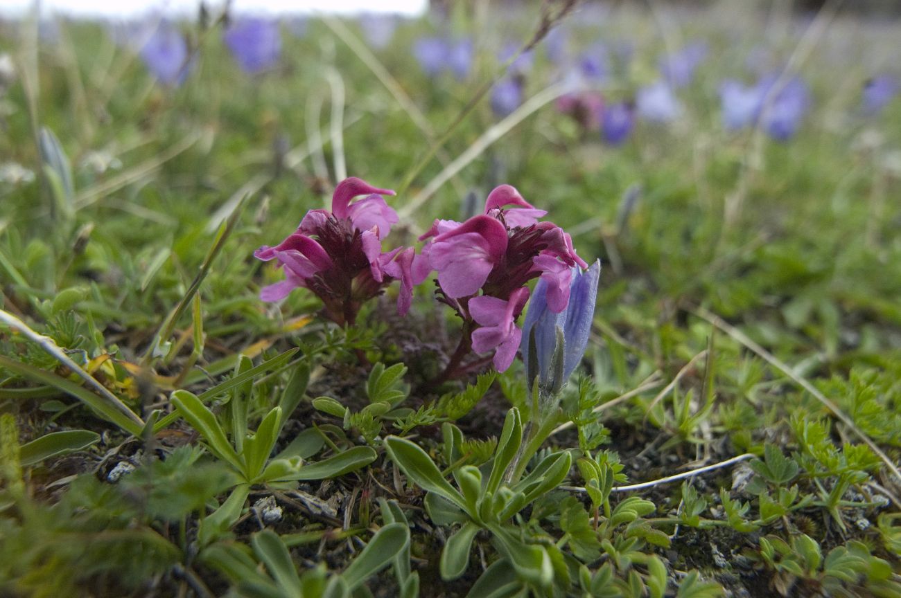 Изображение особи Pedicularis nordmanniana.