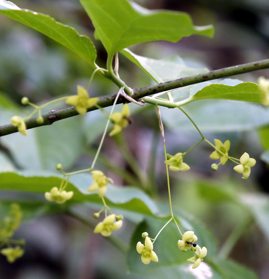 Изображение особи Euonymus latifolius.