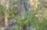 Juniperus communis