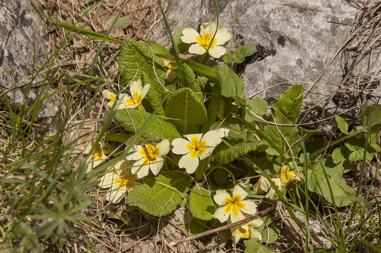 Изображение особи Primula vulgaris.