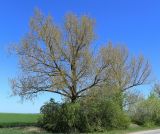 Populus deltoides. Взрослые деревья весной (f. aurea). Ростовская обл., Неклиновский р-н, Фёдоровское с/п, у дороги. 02.05.2018.