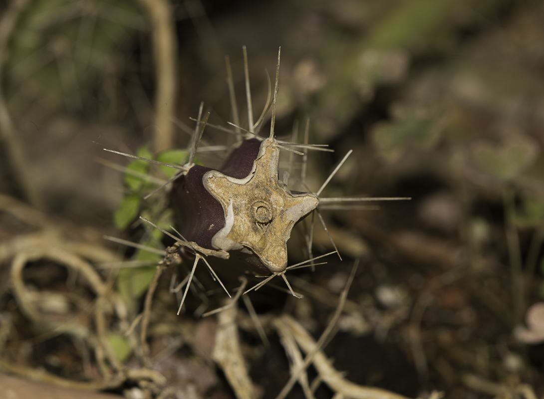 Image of Selenicereus grandiflorus specimen.