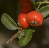 Pyracantha rogersiana