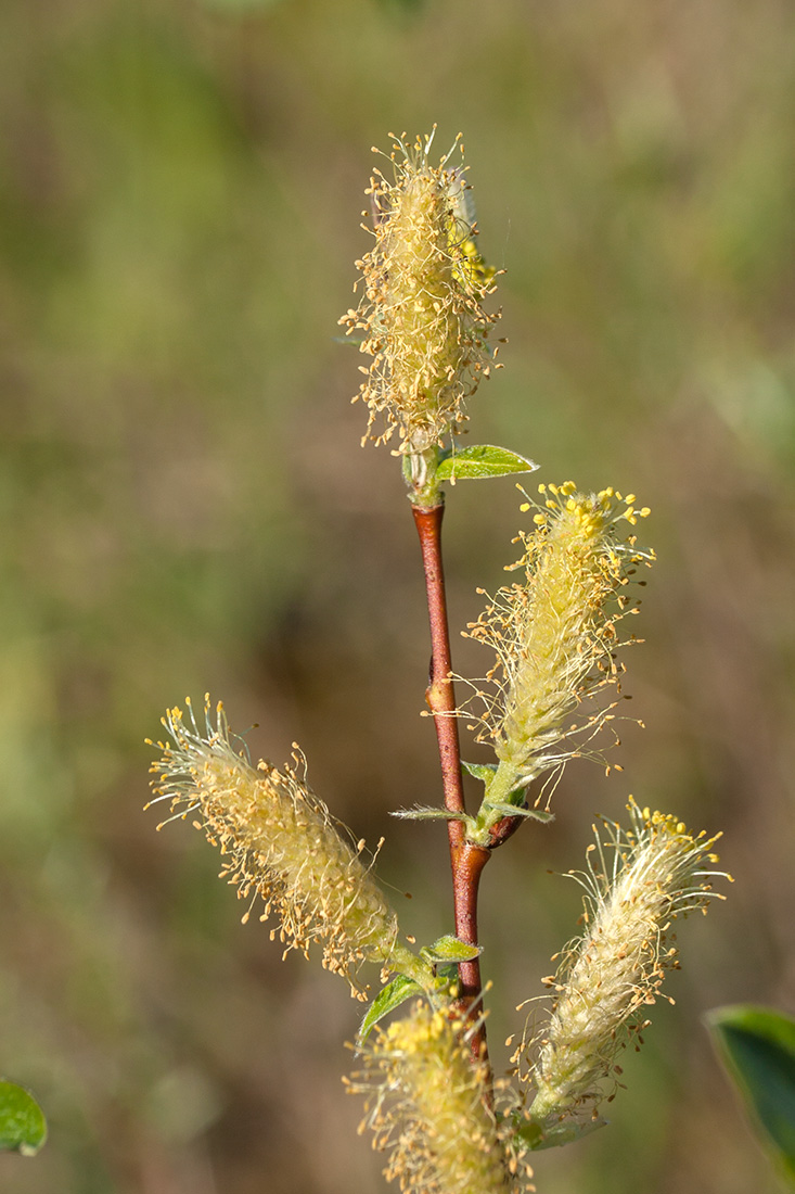 Изображение особи Salix starkeana.