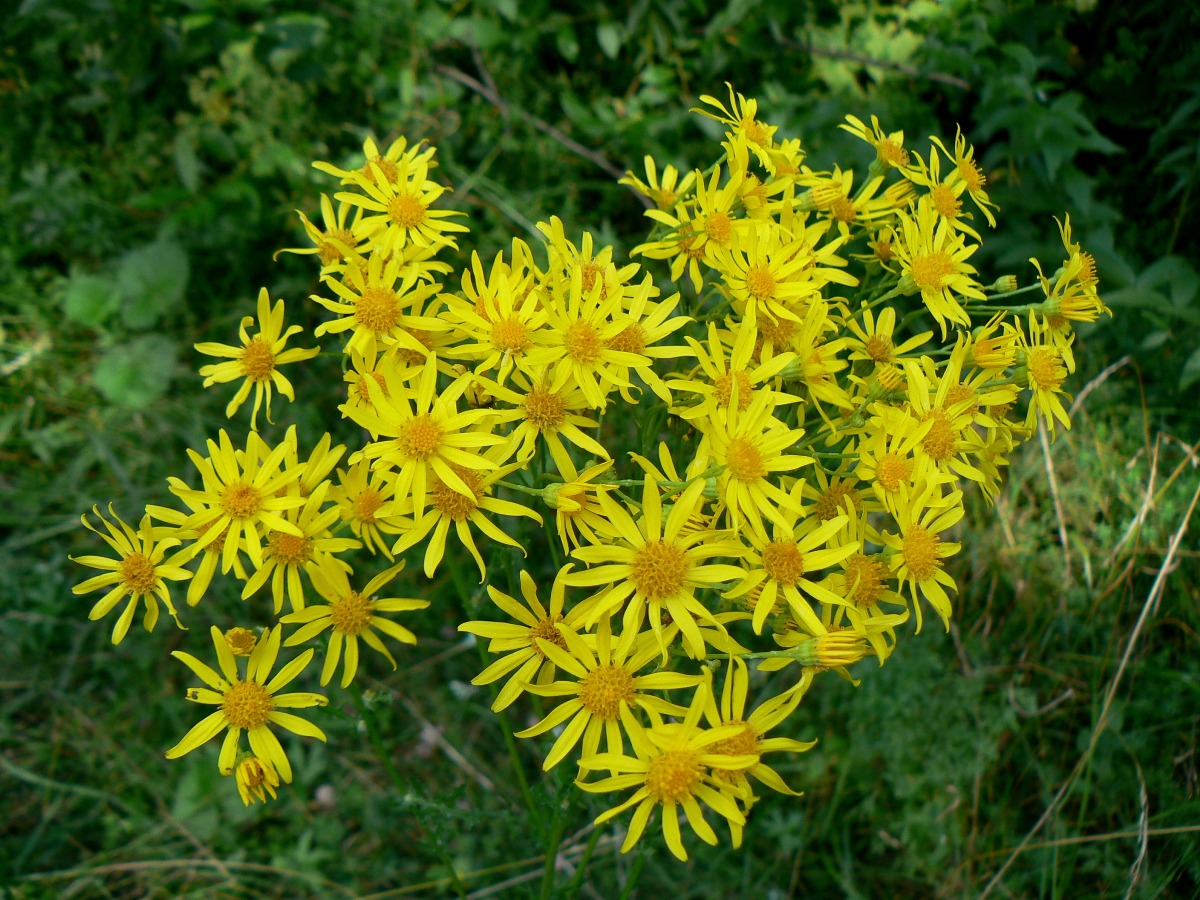 Изображение особи Senecio jacobaea.