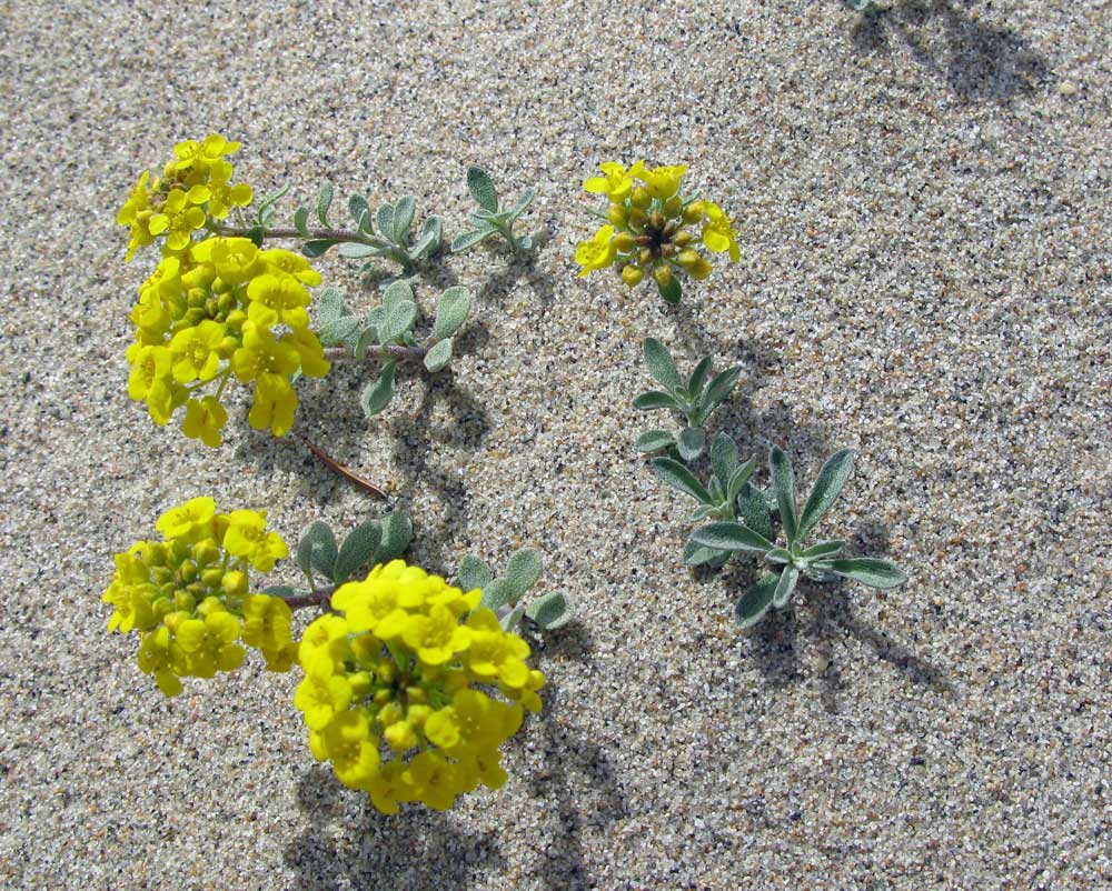 Image of Odontarrhena obovata specimen.