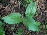 Cynoglossum officinale