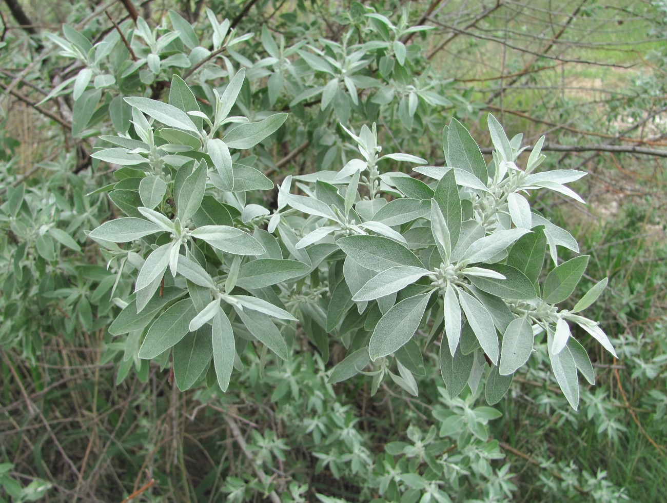 Image of Elaeagnus caspica specimen.