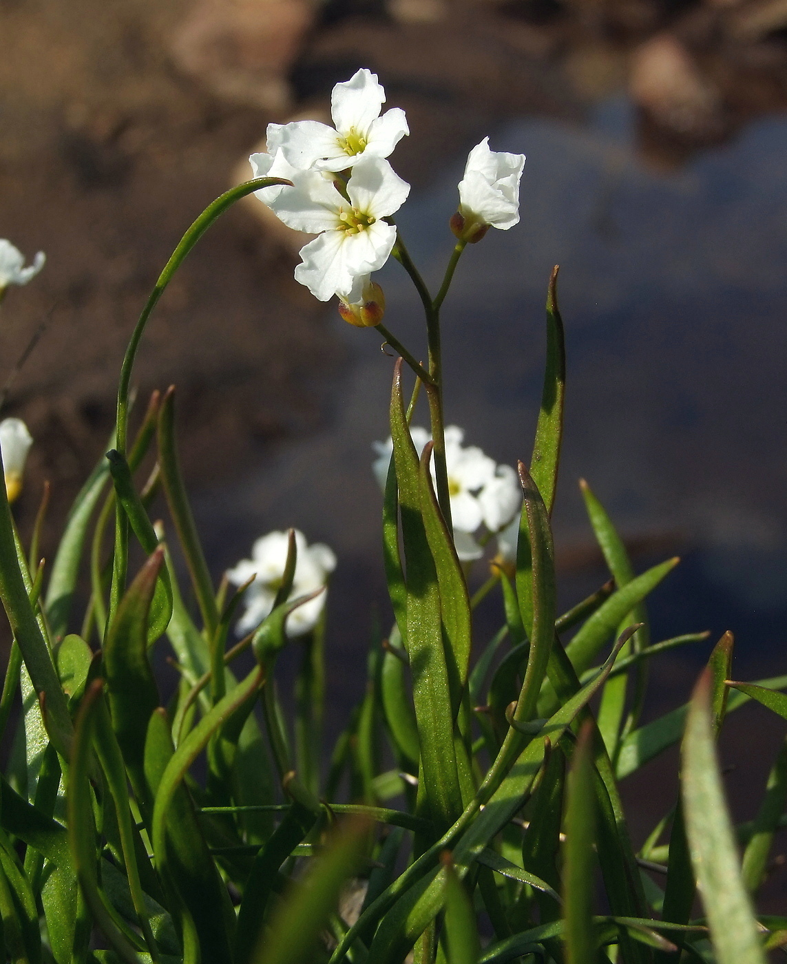 Image of Cardamine victoris specimen.