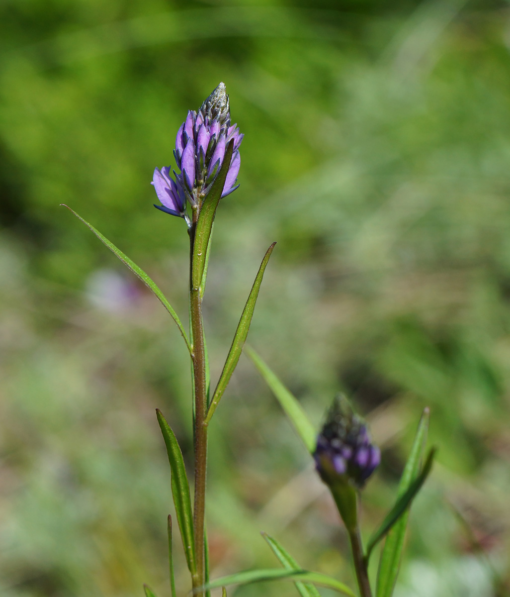 Image of Polygala comosa specimen.