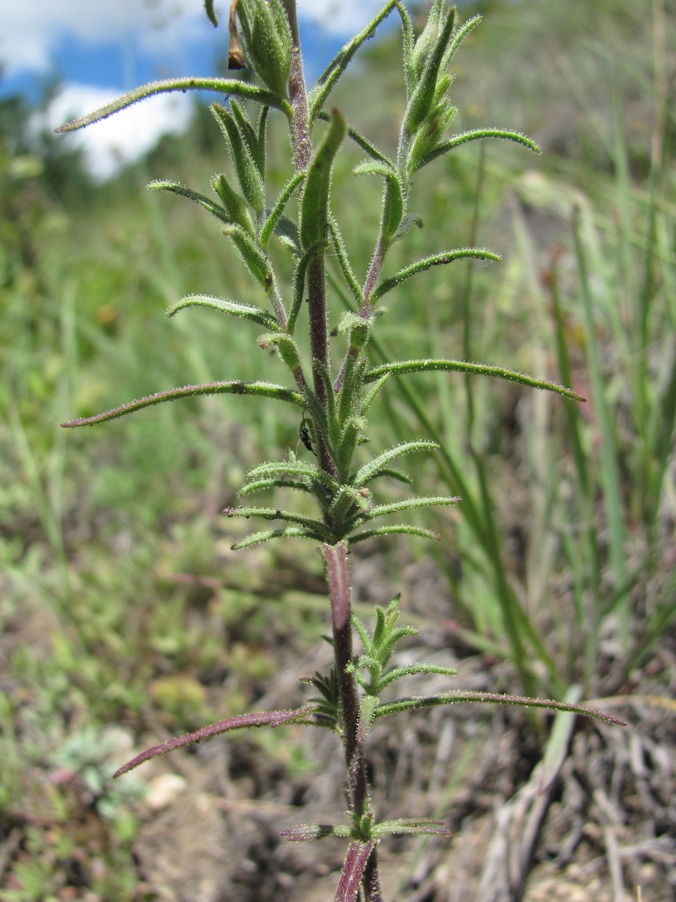 Изображение особи Macrosyringion glutinosum.