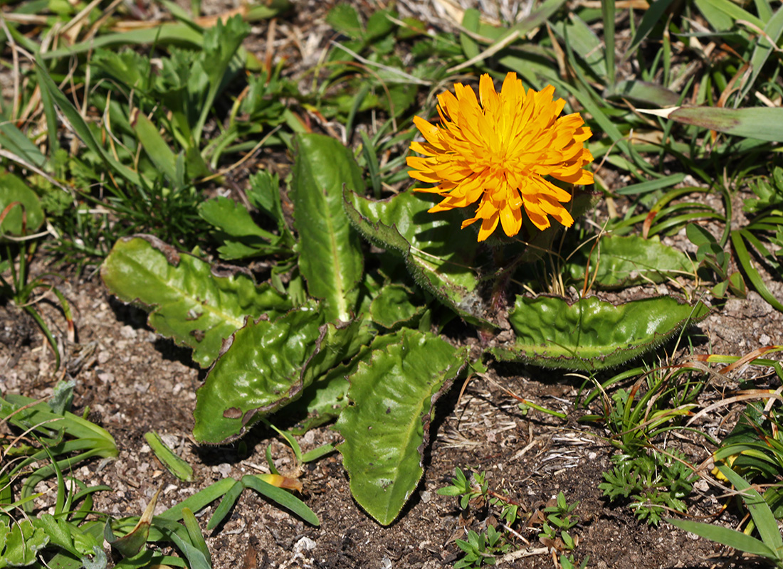 Изображение особи Trommsdorffia ciliata.