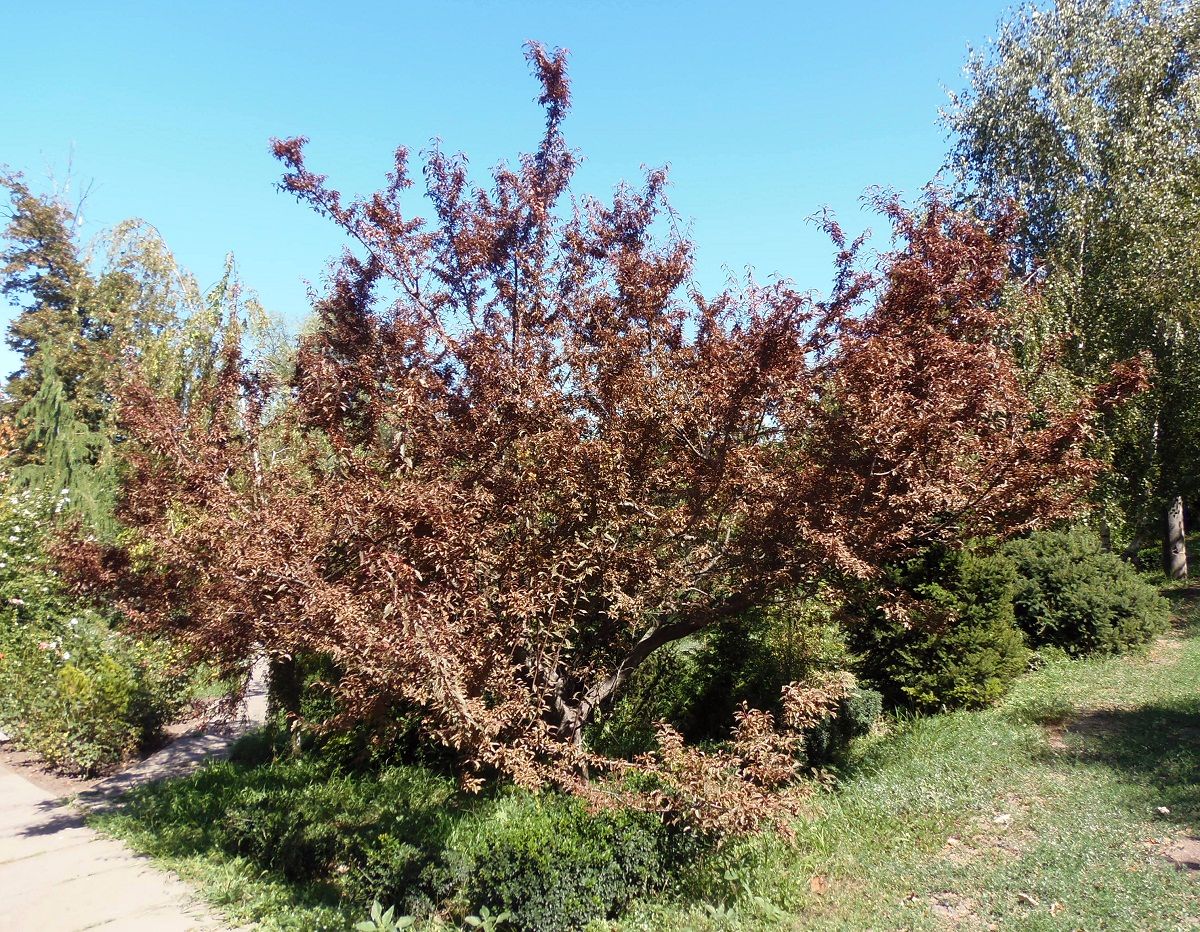 Изображение особи семейство Rosaceae.