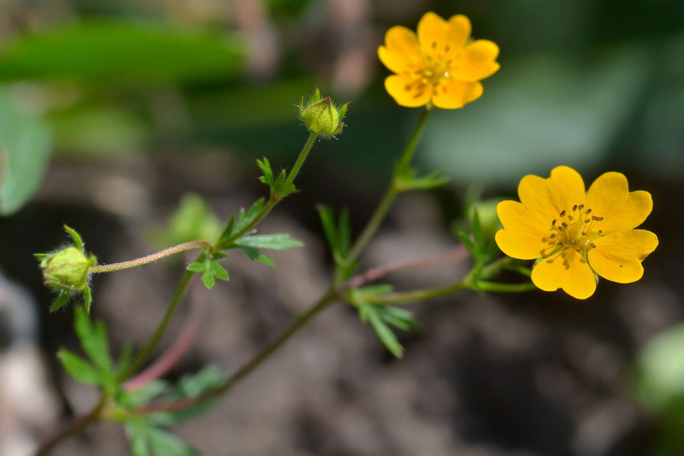 Image of Potentilla caucasica specimen.