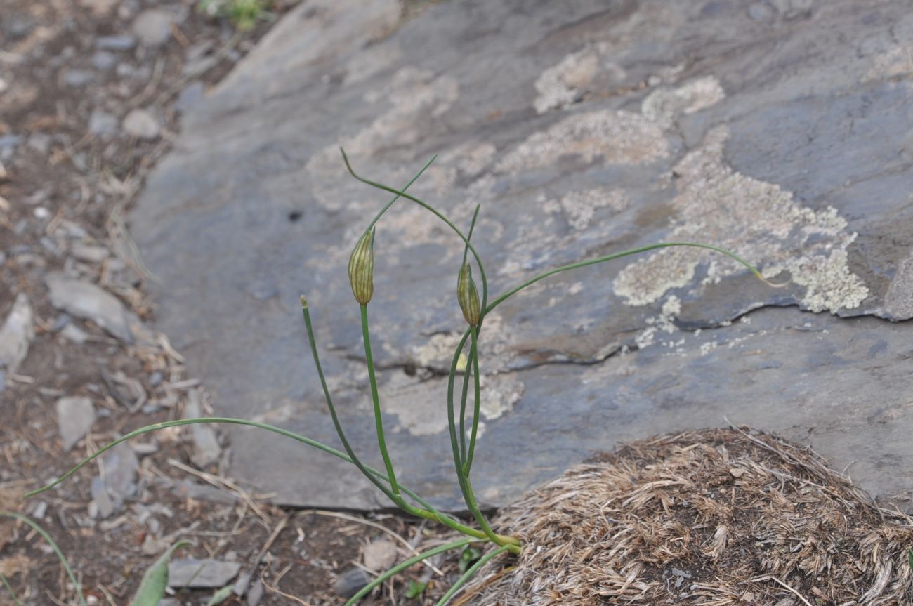 Image of Allium kunthianum specimen.