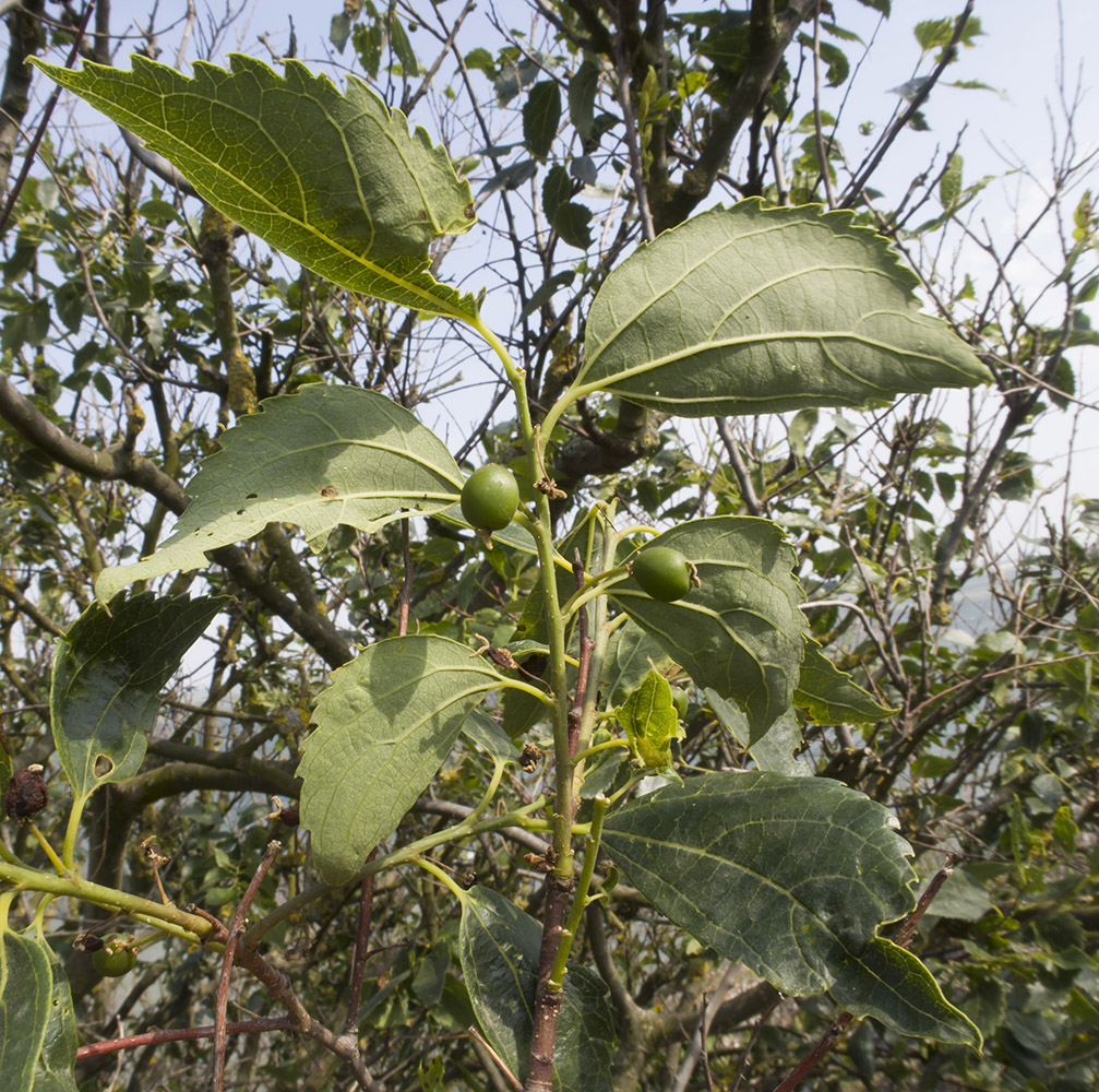 Image of Celtis glabrata specimen.