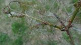 Viburnum opulus