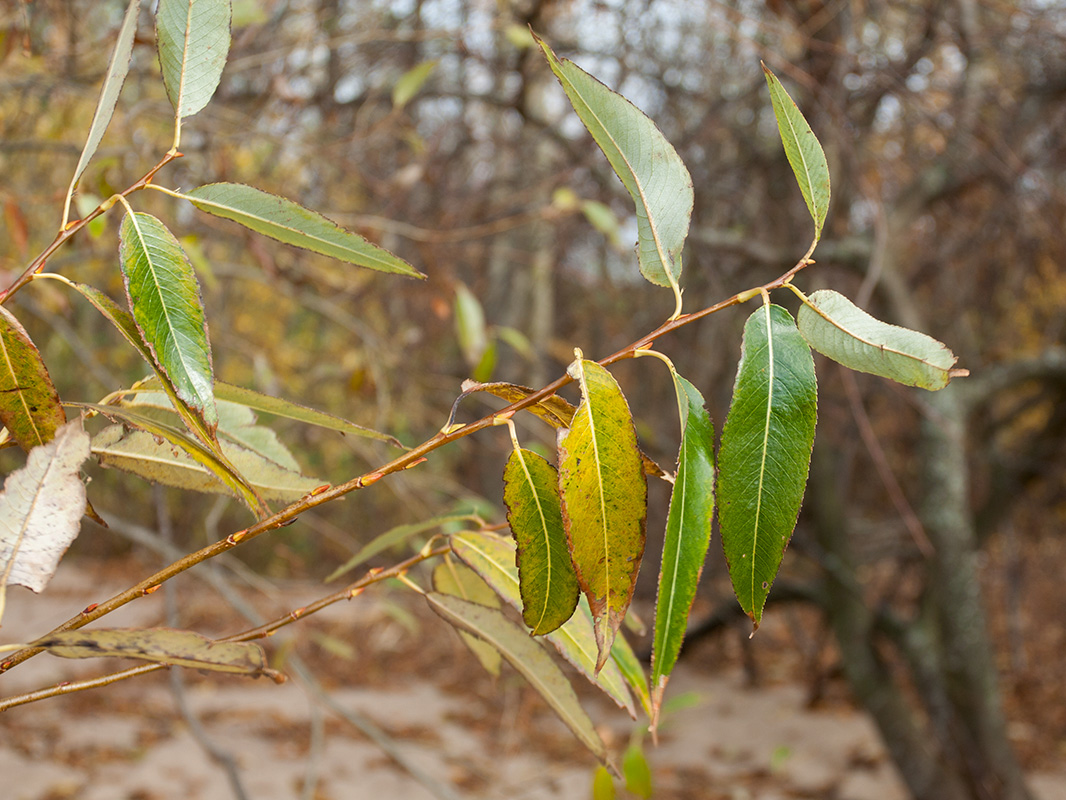 Изображение особи Salix pentandra.