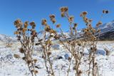 Cirsium vulgare. Сухие растения с соплодиями. Казахстан, Туркестанская (Южно-Казахстанская) обл., Тюлькубасский р-н, окр. с. Жабаглы, равнина Талдыбулака, подгорная степь. 14 ноября 2018 г.