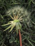 Taraxacum pobedimovae. Соплодие с частично облетевшими семянками. Крым, окр. Севастополя, Верхнесадовое, обочина шоссе. 22 ноября 2018 г.