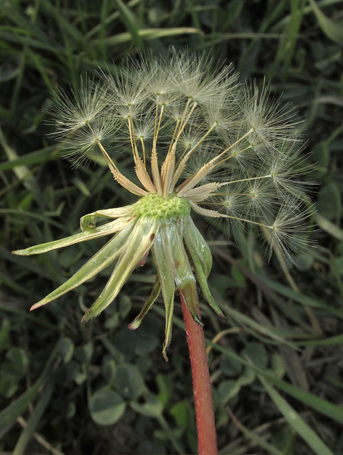 Изображение особи род Taraxacum.